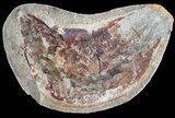 Triassic Fossil Fish In Nodule - Madagascar #53754-2